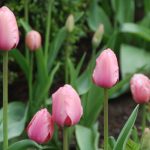 Tuesday Tulips – my house
