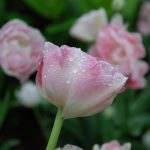A Fond Farewell to the Tulips