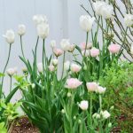 Pretty Pink (and White) Tulips Are Up