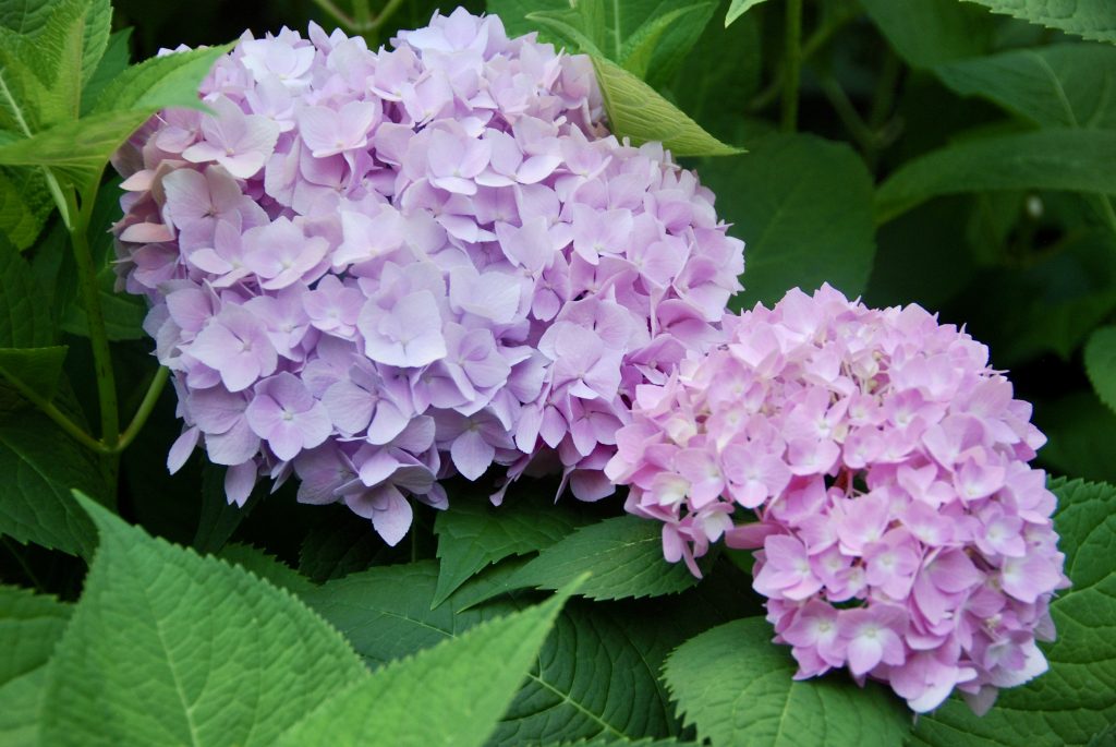 Hey there, Hydrangeas