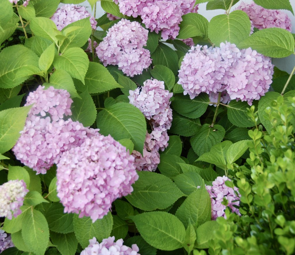 Hey there, Hydrangeas